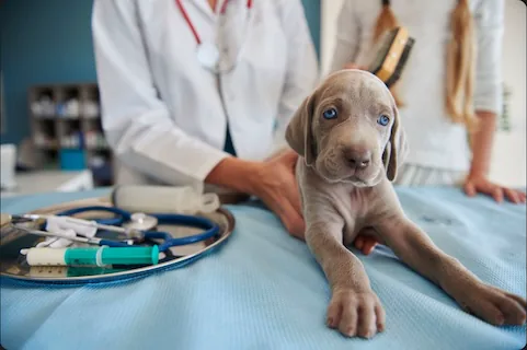 Veteriner Kliniği Müşteri Sadakati: Acil Müdahaleleri Ömür Boyu Güvenilir İlişkilere Dönüştürmenin 6 Yolu